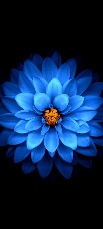 Обои 720x1600 синий цветок, темные обои