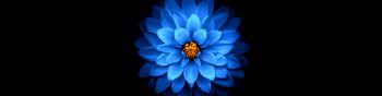 Обои 1590x400 синий цветок, темные обои