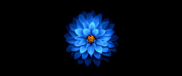Обои 2560x1080 синий цветок, темные обои