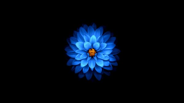 Обои 1366x768 синий цветок, темные обои
