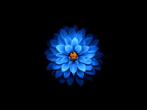 Обои 1024x768 синий цветок, темные обои