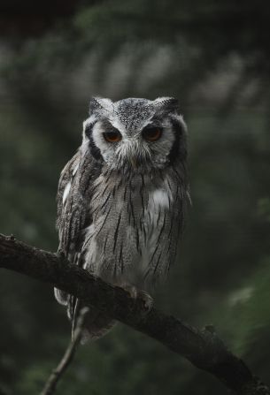 owl, bird, wildlife Wallpaper 3675x5394