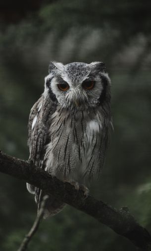 owl, bird, wildlife Wallpaper 1200x2000