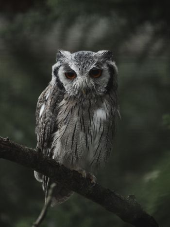 owl, bird, wildlife Wallpaper 1620x2160