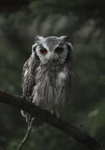 owl, bird, wildlife Wallpaper 1668x2388