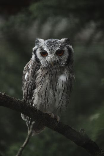 owl, bird, wildlife Wallpaper 640x960