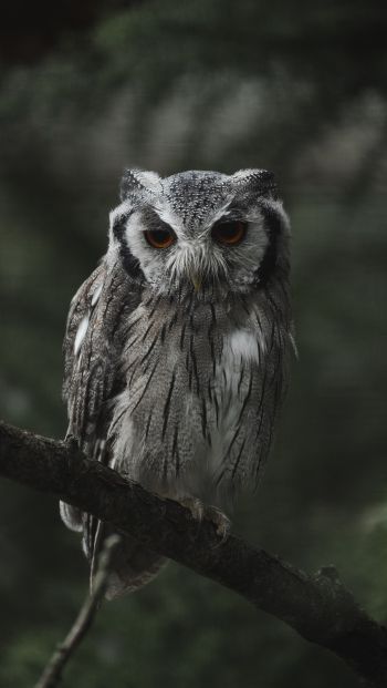 owl, bird, wildlife Wallpaper 640x1136