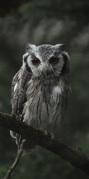 owl, bird, wildlife Wallpaper 720x1440