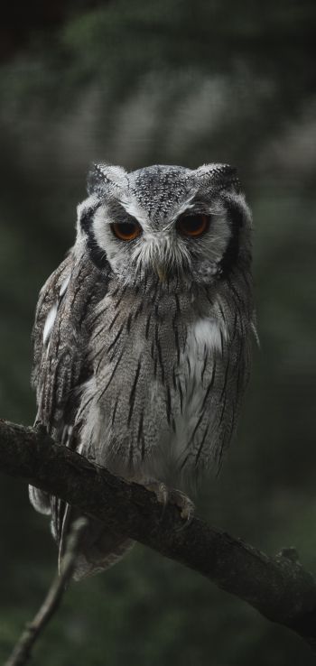 owl, bird, wildlife Wallpaper 720x1520