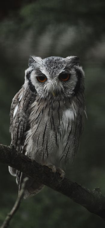 owl, bird, wildlife Wallpaper 1170x2532