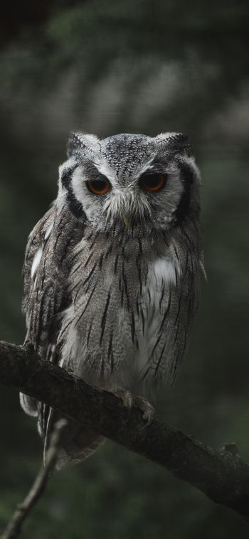 owl, bird, wildlife Wallpaper 1080x2340
