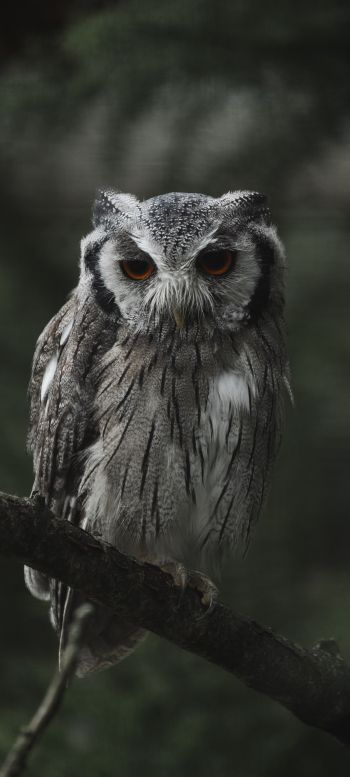 owl, bird, wildlife Wallpaper 720x1600