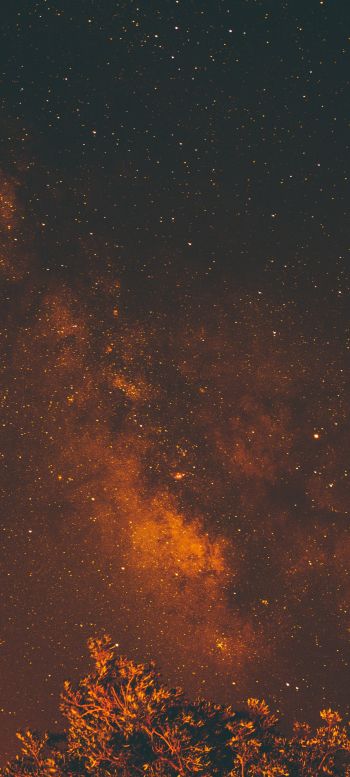 starry sky, stars, night Wallpaper 1440x3200