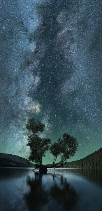 starry sky, stars, lake Wallpaper 1440x2960