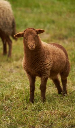 fluffy sheep Wallpaper 600x1024