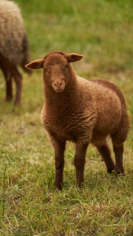 fluffy sheep Wallpaper 640x1136