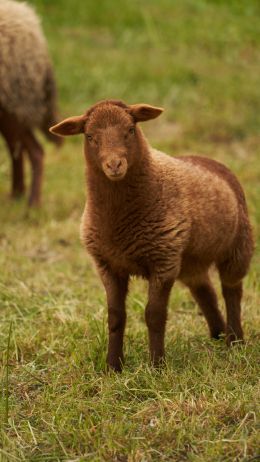 fluffy sheep Wallpaper 2160x3840