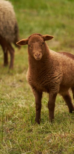 fluffy sheep Wallpaper 1440x2960