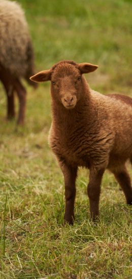 fluffy sheep Wallpaper 1440x3040