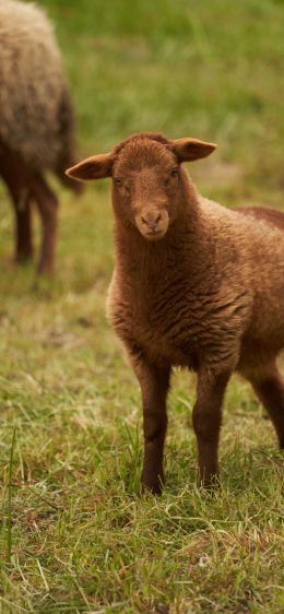 fluffy sheep Wallpaper 1170x2532