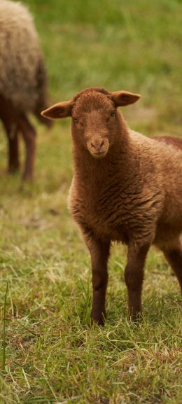 fluffy sheep Wallpaper 720x1600