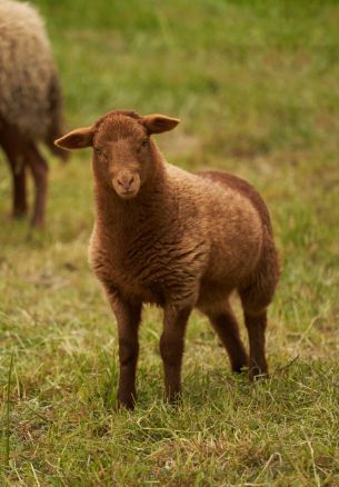 fluffy sheep Wallpaper 1640x2360