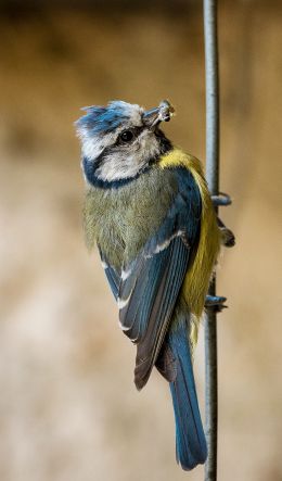 blue tit Wallpaper 600x1024