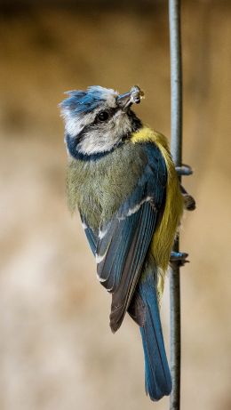 blue tit Wallpaper 640x1136