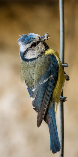 blue tit Wallpaper 720x1440