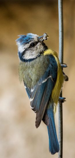 blue tit Wallpaper 1440x3040