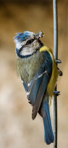 blue tit Wallpaper 1080x2340