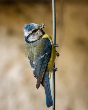 blue tit Wallpaper 4000x5000