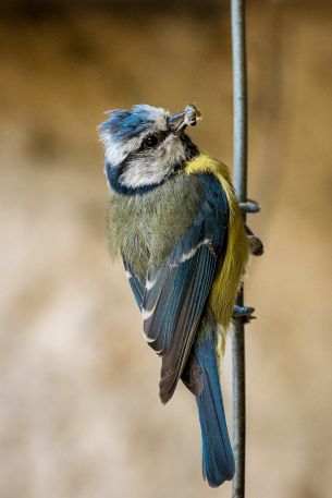 blue tit Wallpaper 640x960