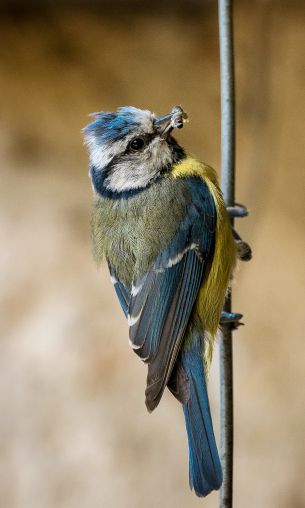 blue tit Wallpaper 1200x2000