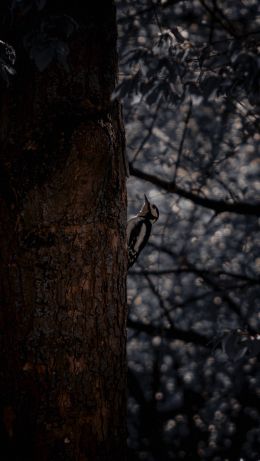 Koblenz, Germany, woodpecker Wallpaper 640x1136