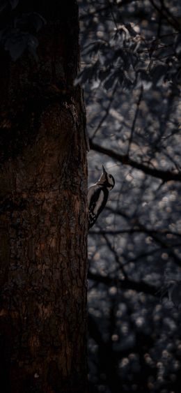 Koblenz, Germany, woodpecker Wallpaper 1080x2340