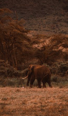 Ngorongoro Crater, Tanzania, male elephant Wallpaper 600x1024