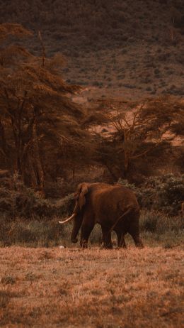 Ngorongoro Crater, Tanzania, male elephant Wallpaper 1440x2560
