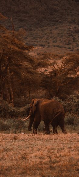 Ngorongoro Crater, Tanzania, male elephant Wallpaper 1080x2400