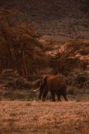 Ngorongoro Crater, Tanzania, male elephant Wallpaper 3840x5760
