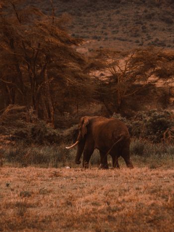 Обои 2048x2732 Кратер Нгоронгоро, Танзания, самец слона