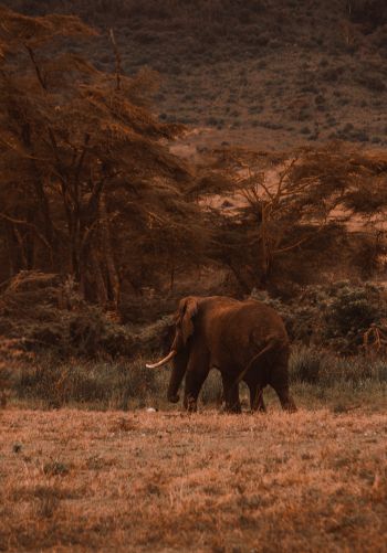 Ngorongoro Crater, Tanzania, male elephant Wallpaper 1668x2388