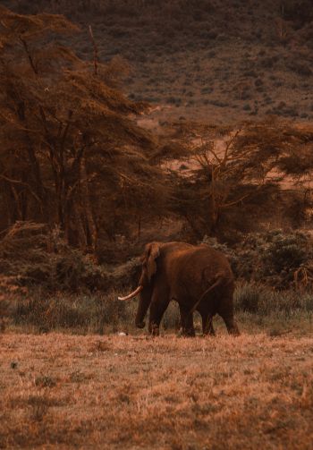 Обои 1640x2360 Кратер Нгоронгоро, Танзания, самец слона