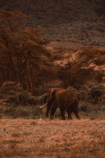 Обои 640x960 Кратер Нгоронгоро, Танзания, самец слона