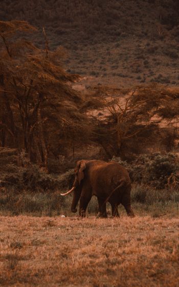 Обои 1752x2800 Кратер Нгоронгоро, Танзания, самец слона