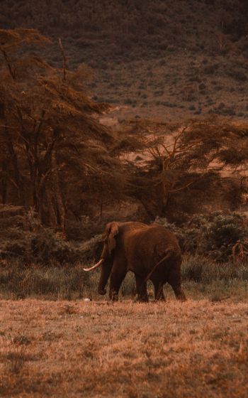 Обои 800x1280 Кратер Нгоронгоро, Танзания, самец слона
