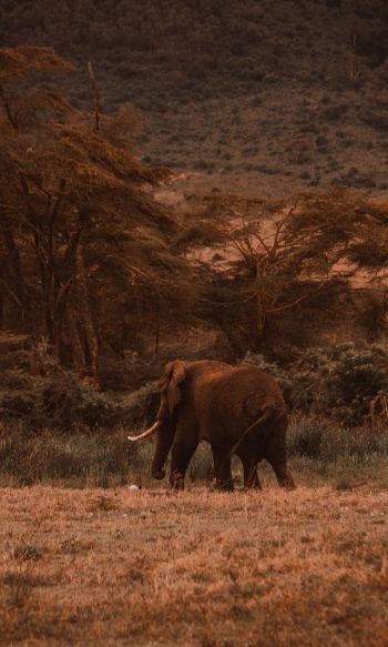 Ngorongoro Crater, Tanzania, male elephant Wallpaper 1200x2000
