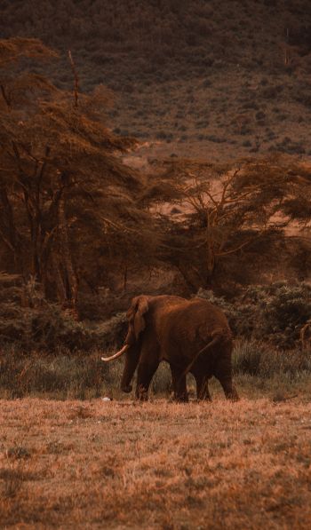 Обои 600x1024 Кратер Нгоронгоро, Танзания, самец слона