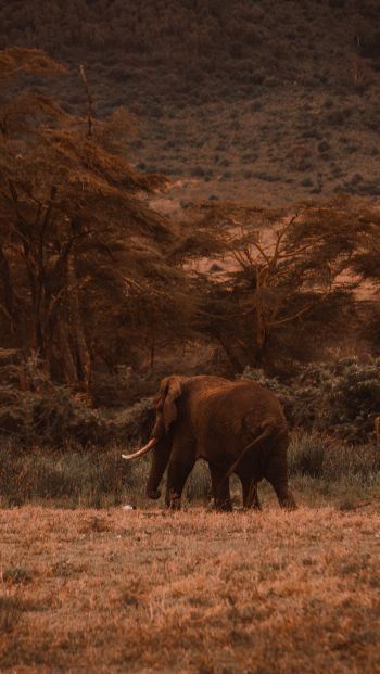 Обои 640x1136 Кратер Нгоронгоро, Танзания, самец слона