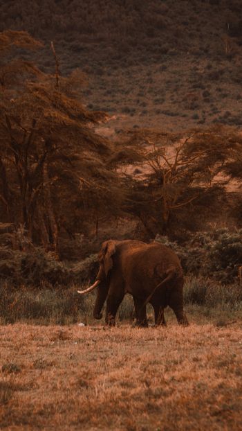 Обои 1440x2560 Кратер Нгоронгоро, Танзания, самец слона